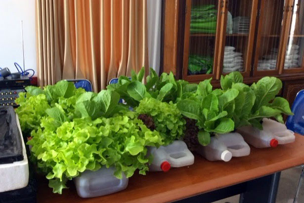 Proses Penanaman Sayur Sayuran Secara Organik Melalui Kaedah Hidroponik
